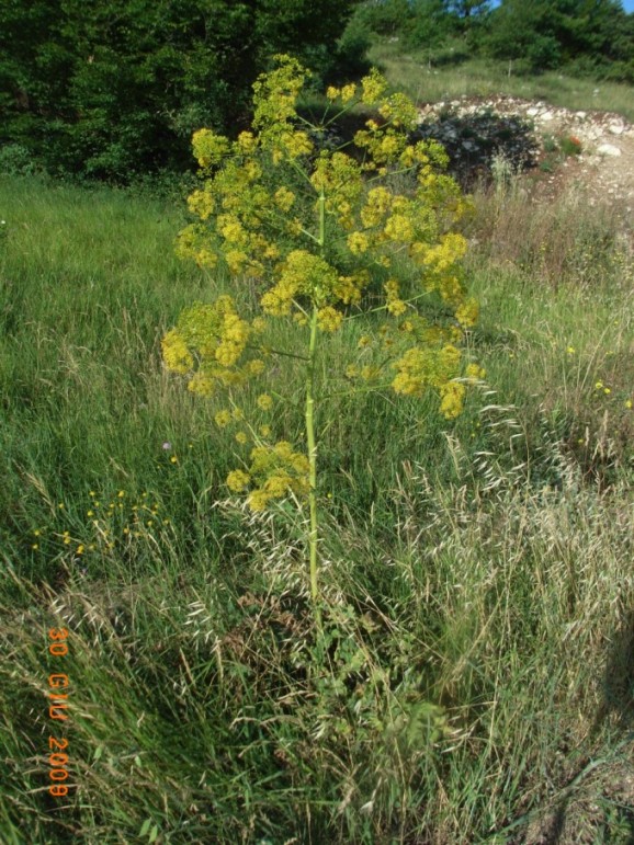 Opopanax chironium / Opopanide comune